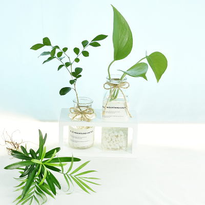 欧美水培植物水杨梅水养去除桌面摆件香水办公室绿植V盆栽绿萝ins