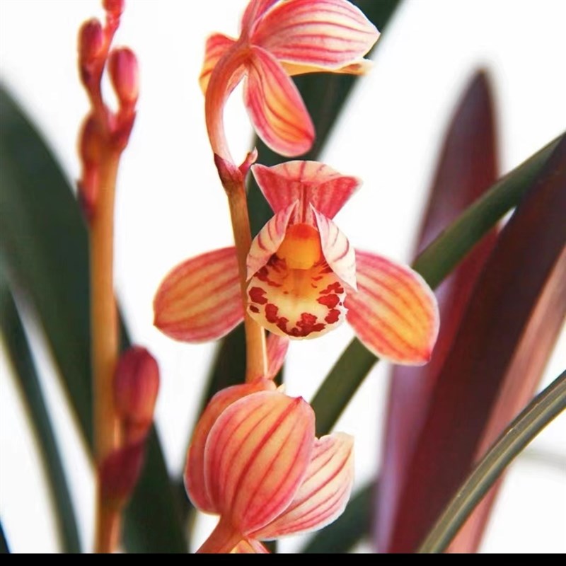 【红草红荷】建兰四季兰荷瓣色花名贵兰花兰草铭品Y盆栽花卉绿植