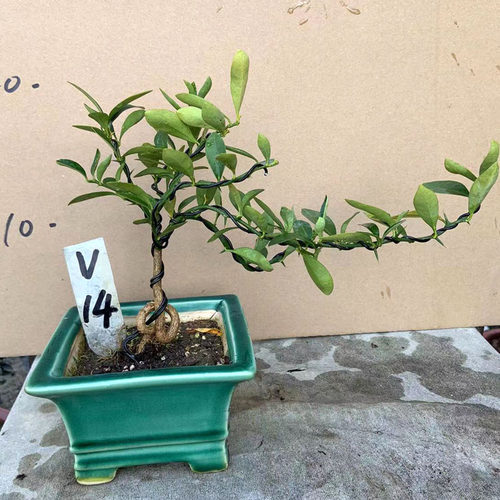金豆盆景带果金豆盆栽瓜s豆掌上微型素材阳台客厅观果植物提根