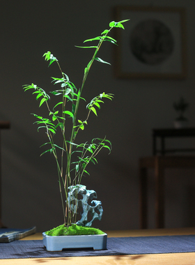 红竹米竹室内桌面竹子盆栽茶室雅石创I意盆景红观音竹庭院小竹子