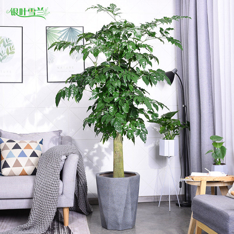 大型幸福树绿植绿宝盆栽 开业居家办公室内绿色植物X净化空气嘉兴