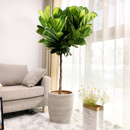 琴叶榕大圆叶植物易养高档室内大型盆T栽绿植成都送货