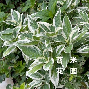 银边绣球多年生耐寒耐热花卉x银叶绣球花阴生花园阳台观叶观花植