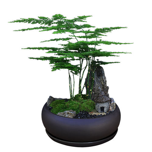 文竹盆栽室d内客厅好养绿植微景观造景办公室桌面摆件山石苔藓盆