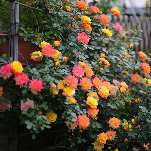 大苗蔷薇花苗藤本月季四季开花特大花浓香爬藤U植物玫瑰墙花卉 - 封面