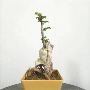 附石盆景小叶榔m榆绿植老桩盆栽英德石青龙石泥石