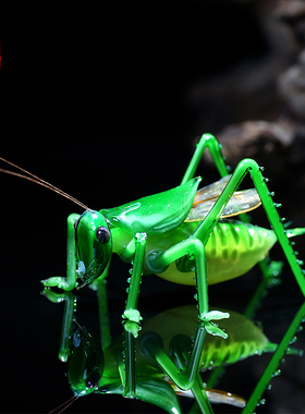 琉璃仿真蝈蝈螳螂昆虫小摆件微盆景观H装饰送父亲老人玻璃工艺礼