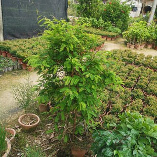 鸡骨草苗 红母鸡草苗 大黄草苗 鸡E骨草盆栽 食用草药盆栽植物花