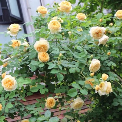 欢笑格鲁吉亚 原盆n土发货大型藤本月季浓香适合花墙造景爬藤