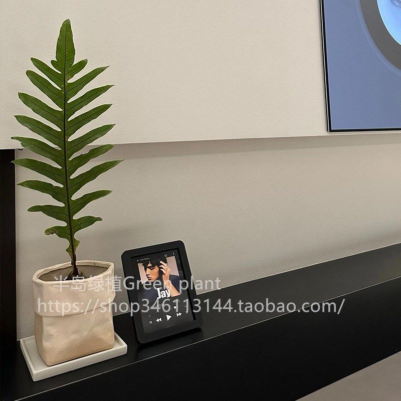 王冠蕨盆栽崖姜蕨巨叶观叶绿植室内客厅装饰N雨林大型蕨类植物耐