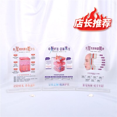 美容院桌面装饰摆件分层抗衰肌肤B结构亚克力医患沟通皮肤解剖知