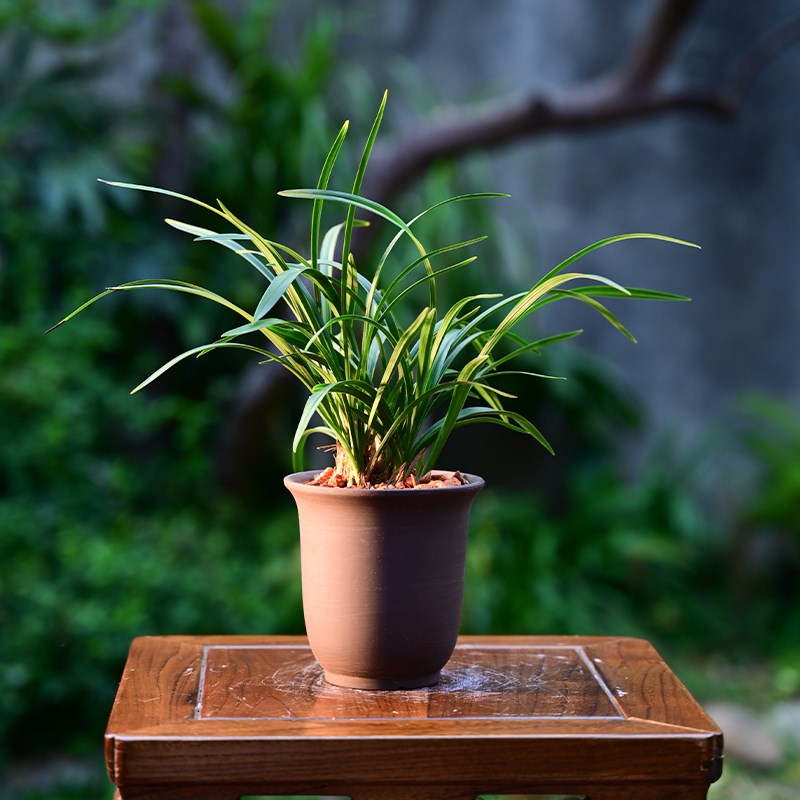 0305宋梅兰花花卉p绿植盆栽室内客厅办公茶桌阳台卧室浓香不带花