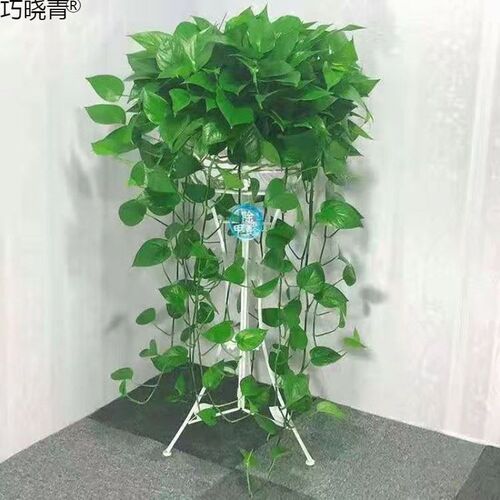 大盆绿萝盆栽室内除甲醛长藤水培F花卉办公室植物客厅大绿萝巧