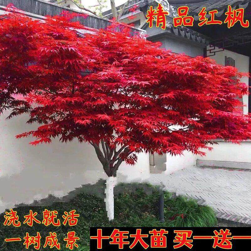 红枫树苗盆栽地栽老桩四季好养室内庭院风景树耐寒绿植南北方种植