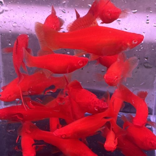 大号红箭鱼高鳍长尾长箭血红色大红鱼热带广温观赏鱼好养耐活胎生