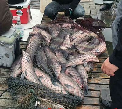 神水一号黑鲩草鱼小药黑坑小药专钓草鱼鲫鱼鲤鱼鲩Y鱼通杀小药