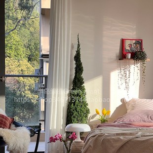 龙柏盆栽松柏塔松圣诞树室内客厅植D物大型户外庭院好养侧柏真绿