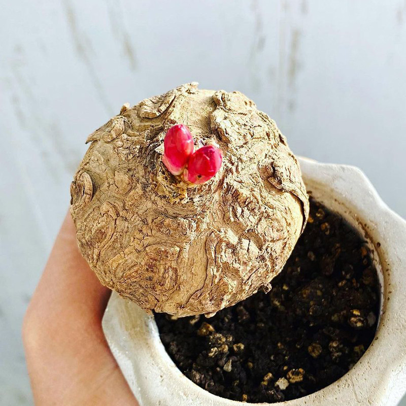 玫瑰大戟 狼k毒大戟多肉植物块根一物一拍大戟科图片