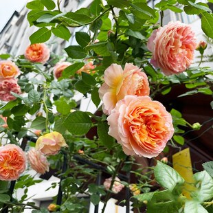 亚伯拉罕达比爬藤月季大苗浓香庭院四季蔷薇花Q苗藤本大花玫瑰花