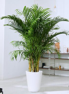 散尾葵植物盆栽客厅室内办公室吸甲醛I大型花卉凤尾葵绿植凤尾竹