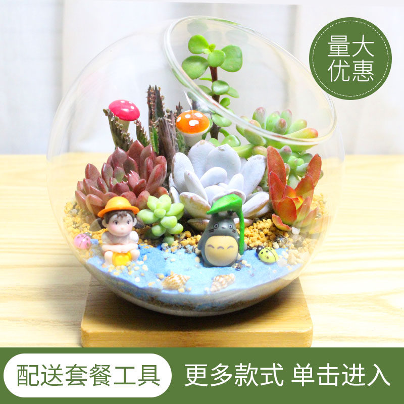 微景观 多肉植物组合 q创意肉肉盆栽 DIY多肉组合 玻璃瓶多肉
