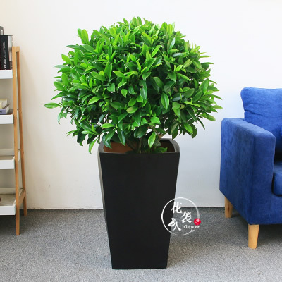 武汉绿植非洲茉莉大型绿植室内阳台庭院造型盆U栽四季常青植物