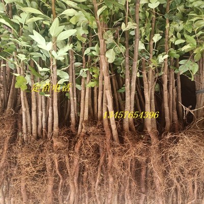 鸟梨苗棠梨苗鸟梨芽苗实生苗直生苗嫁接桂花金秋梨砧木.苗杜梨小