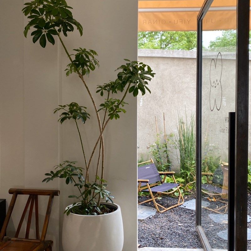 造型鸭脚木大g型室内绿植盆栽鸭掌木净化空气办公室客厅四季常青,鲜花速递/花卉仿真/绿植园艺,大型绿植/成品组合盆栽,淘宝优惠券,粉丝福利购,淘宝优惠卷