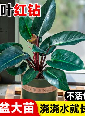 红钻大叶红金钻盆栽室内植物蔓绿绒客H厅绿植好养活四季办公室花