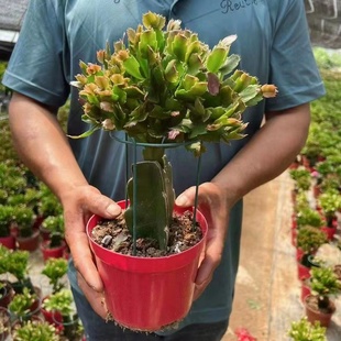 嫁接好的三色蟹爪兰m蟹爪卉植物室内阳台绿植三角柱多肉盆栽办公