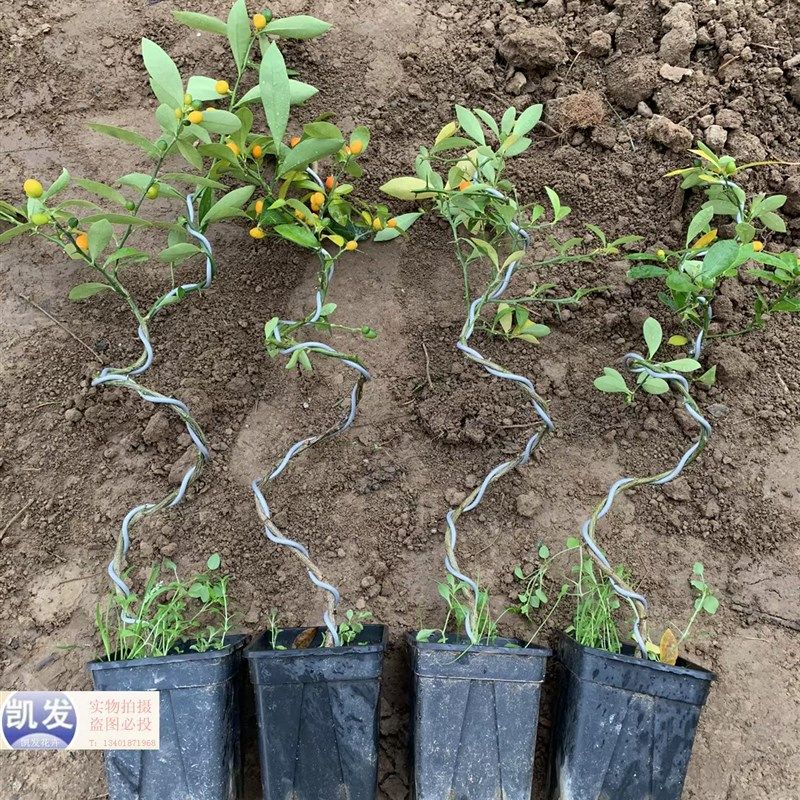 金豆盆景年宵f绿植盆栽过年四季老桩金黄冬季可食用春季金桔金豆,鲜花速递/花卉仿真/绿植园艺,造型盆景,淘宝优惠券,粉丝福利购,淘宝优惠卷