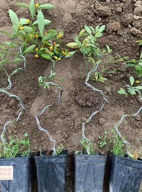 金豆盆景年宵f绿植盆栽过年四季老桩金黄冬季可食用春季金桔金豆