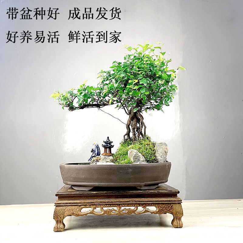 小叶雀梅盆栽老桩假山盆景植物室内树桩悬崖P式造型客厅绿植桌面