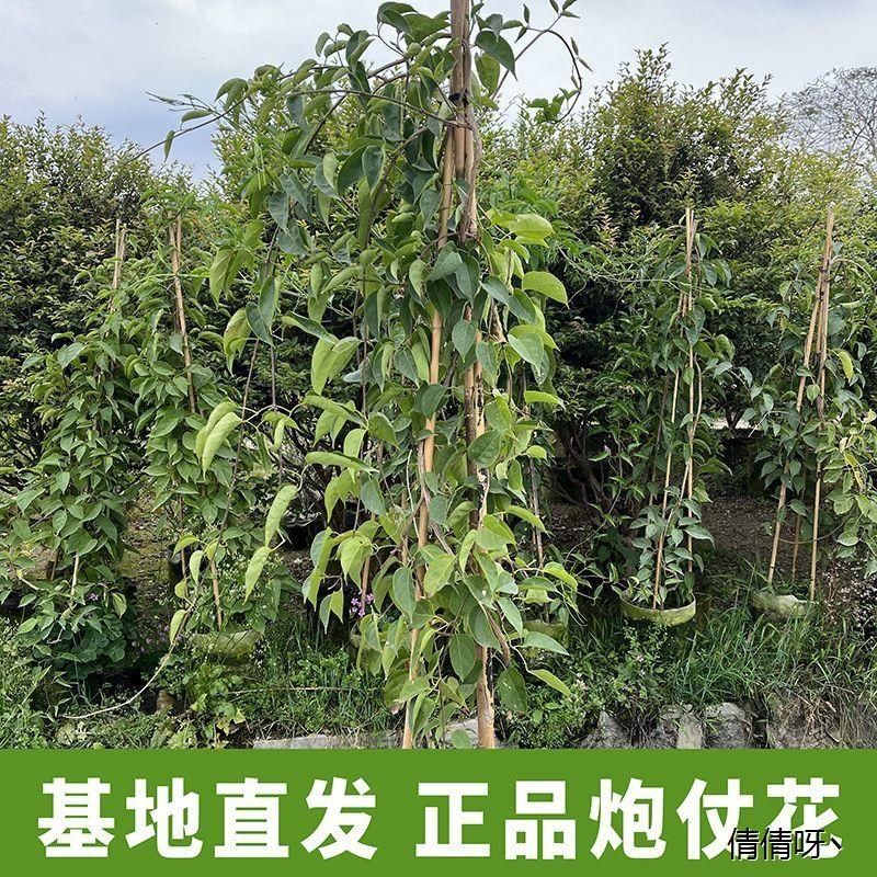 炮仗花苗爬藤植物盆栽四季开花室外D攀援庭院围墙垂吊浓香耐寒花,鲜花速递/花卉仿真/绿植园艺,红掌/凤梨/温室花卉,淘宝优惠券,粉丝福利购,淘宝优惠卷