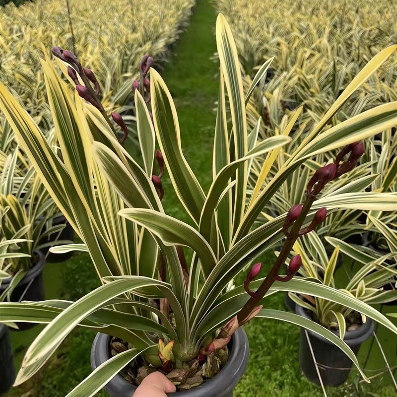 金边大花蕙e兰带花年宵花卉室内鲜花盆栽高档盆栽兰花红袍美观客