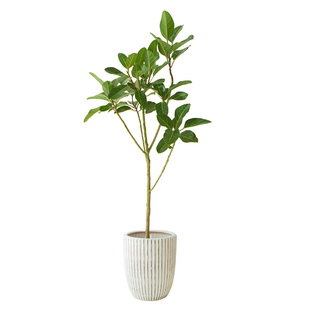 老桩高山榕盆栽造型绿植大型室内客厅E好养韩国ins风家居落地植物