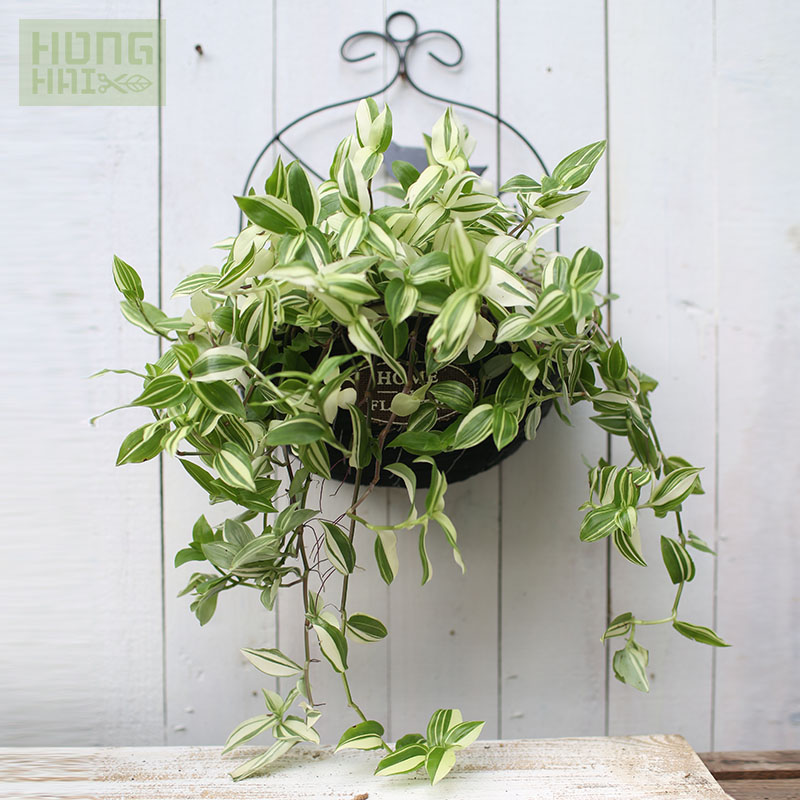 花叶吊竹梅青白玉吊兰鸭趾草insC风室内外观叶垂吊悬挂盆栽绿植物