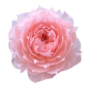 花苗庭院强M香勤花四季 超新品 莫妮卡戴维法国玫瑰月季 植物耐寒花