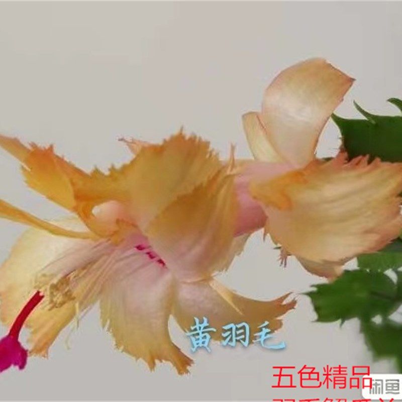 红羽毛蟹爪兰嫁接黄羽毛白A羽毛蟹爪兰嫁接原盆带土发货