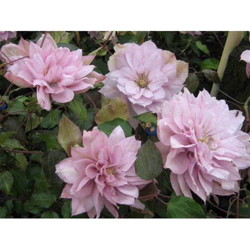 优藤铁线莲早花i植物爬藤庭院地栽阳台拱门花墙大苗加仑耐寒盆栽,鲜花速递/花卉仿真/绿植园艺,绣球/木绣球/木本植物,淘宝优惠券,粉丝福利购,淘宝优惠卷