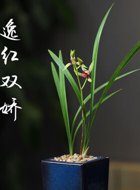 逸红双娇宜兴钧釉建兰小s国魂绿植兰花盆高雅透气桌面室内盆栽花