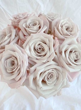 惠惠的花园月季 l曼塔 直立切花复古灰色调多季开花玫瑰花苗盆栽