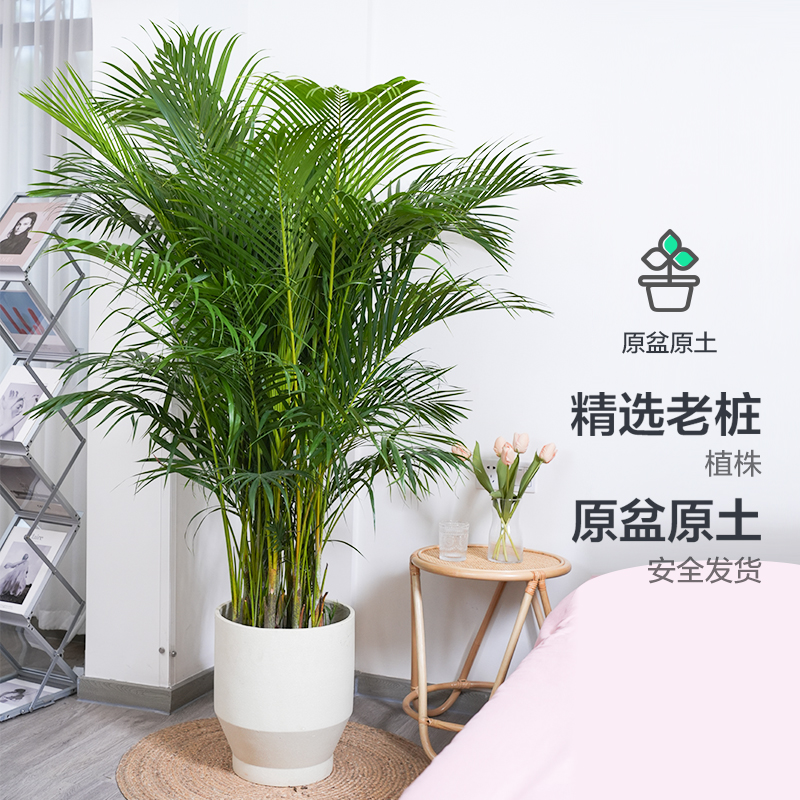 散尾葵植物盆栽客厅凤尾竹室内大型绿植办公室R好养净化空气除甲