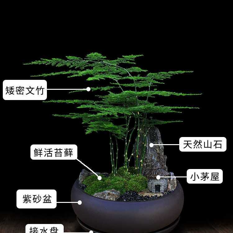 文竹盆栽室内卧室绿植四季好养活办公室桌面植物苔藓造景摆件盆景