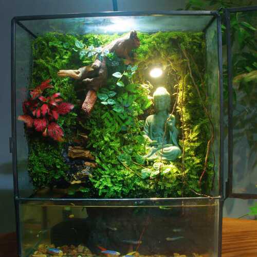 yut苔藓微景观雨林缸生态瓶流水桌面绿植水陆生态缸禅意大佛盆栽