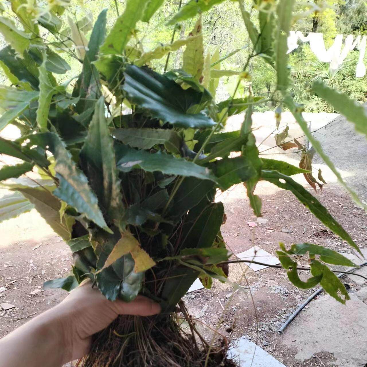 四川天然野生淫羊藿500g包邮中药材淫阳藿 羊合叶 仙灵脾泡茶