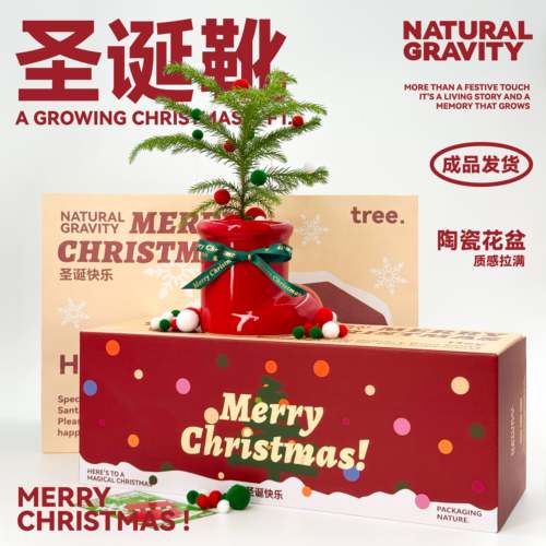 圣诞礼物圣诞树室内植物节日礼物