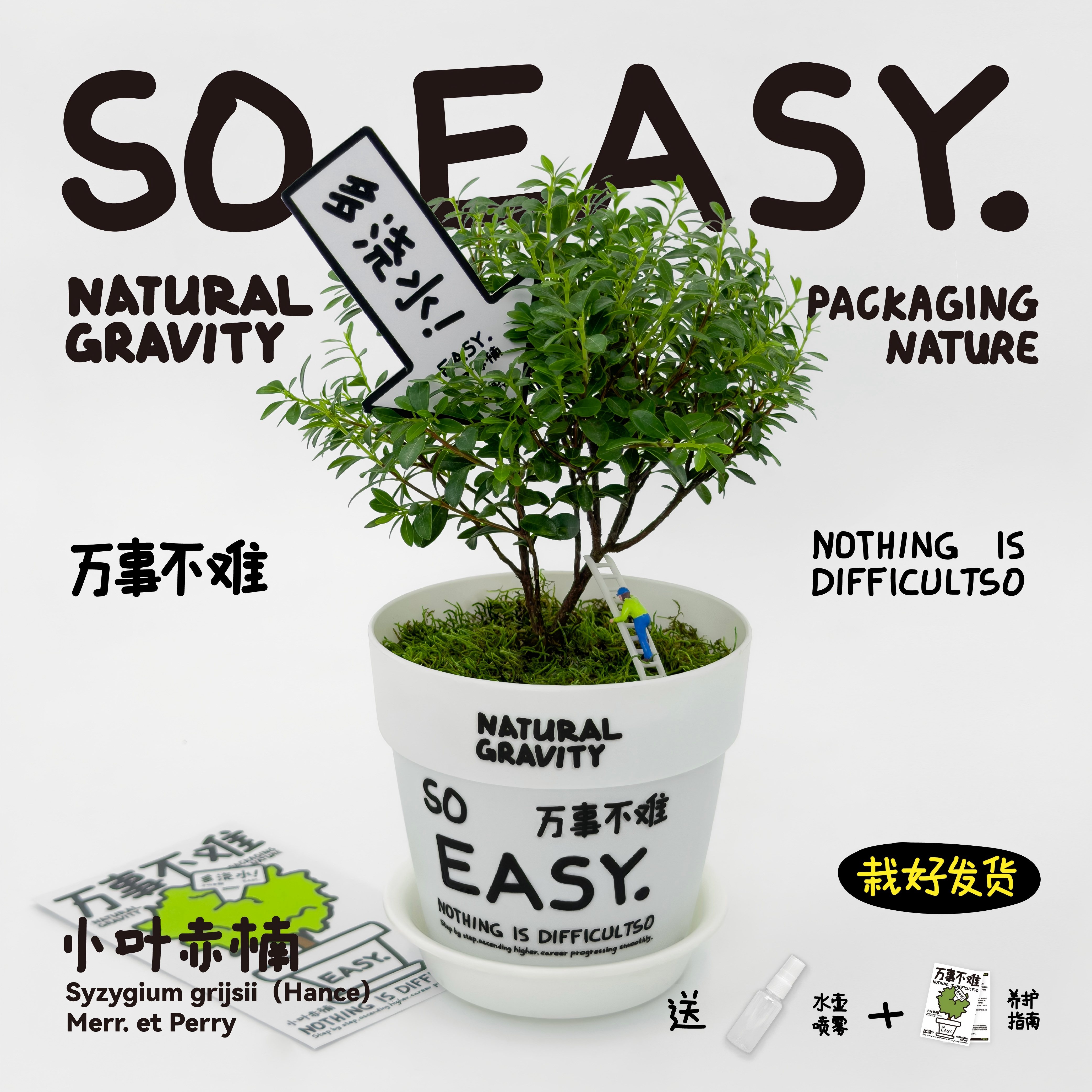 万事不难小叶赤楠好养桌面盆景