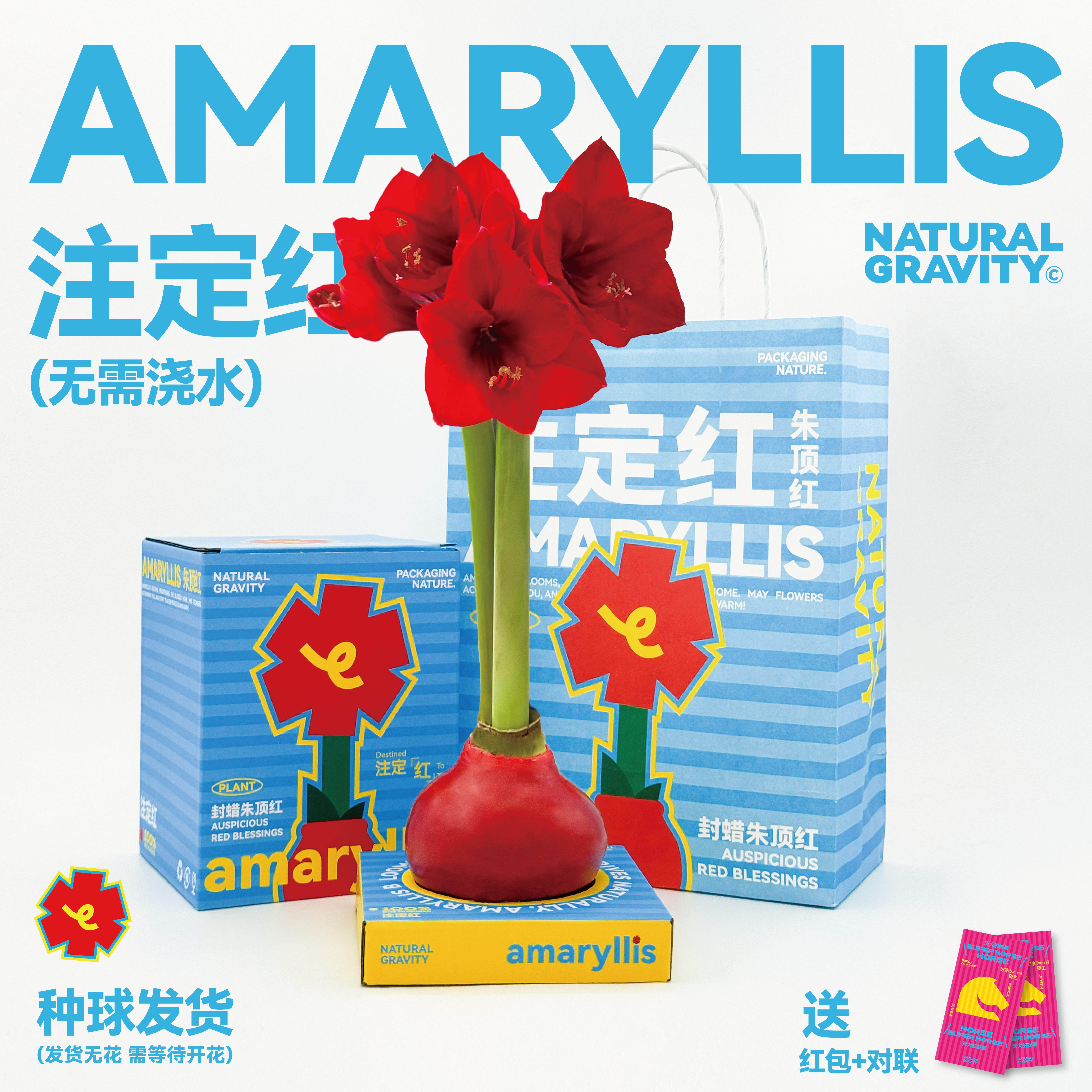 自然引力-注定红年宵花蜡封朱顶红种球懒人花卉植物新年礼物,鲜花速递/花卉仿真/绿植园艺,情绪植物,淘宝优惠券,粉丝福利购,淘宝优惠卷