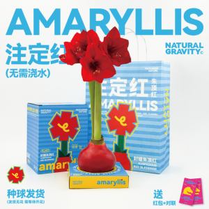 礼物注定红朱顶红年宵花